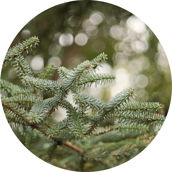 7/12 Desideri nel Bosco – Roverè Veronese